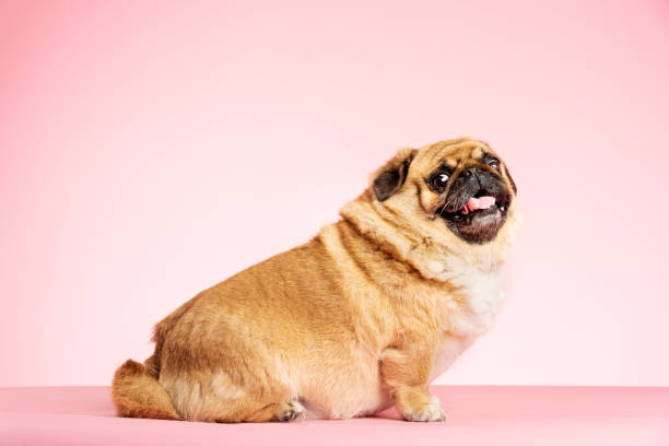 un chien en surpoids. - animal fat photos et images de collection