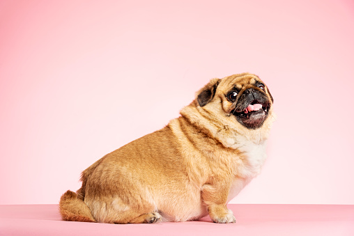 Portrait of an overweight Pug crossed with a Pekingese posing against a pale pink background. Colour, horizontal format with some copy space.