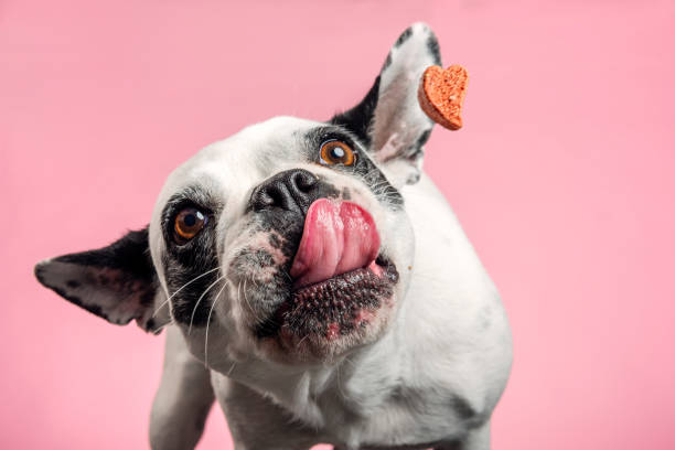 Dog catching a biscuit. French bulldog trying to catch a dog biscuit thrown to her by her owner. Close-up portrait, photographed against a pale pink background, horizontal format with some copy space. feeding photos stock pictures, royalty-free photos & images