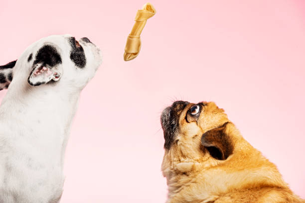 Two dogs sharing a biscuit. A french bulldog and a Pug sharing a dog treat.  Close-up portrait, photographed against a pale pink background, horizontal format with some copy space. dog biscuit photos stock pictures, royalty-free photos & images