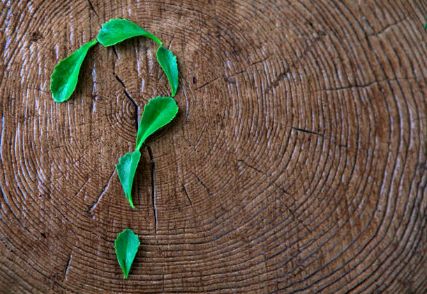 istock succulent plant question mark stub background nobody 1152663952