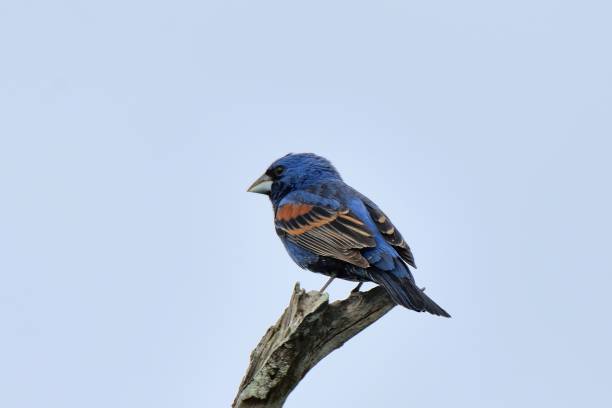 Blue Grosbeak Perched II A really nice profile shot of a Blue Grosbeak, passerina caerulea, perched on a snag against a soft blue sky assateague island national seashore photos stock pictures, royalty-free photos & images