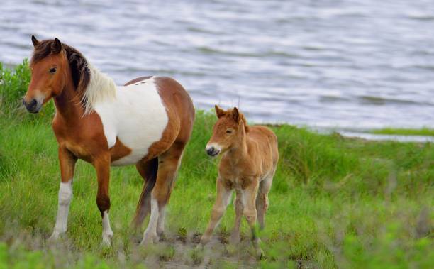Assateague Pony and Foal An assateague wild pony and her foal walk up the grass verge to the get closer to the others in her herd, the foal is wobbly legged since it is only several months old assateague island national seashore photos stock pictures, royalty-free photos & images