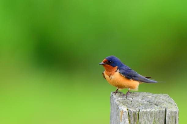 Barn Swallow Perched A single barn swallow, hirundo rustica, takes a break from flying around with its mouth open for catching flying insects to rest on a post so I can get a decent shot of this critter assateague island national seashore photos stock pictures, royalty-free photos & images