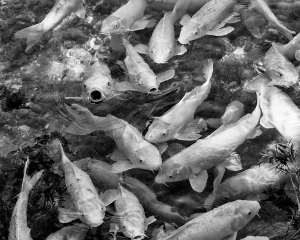 Photo of School of Koi Fish in Black and White