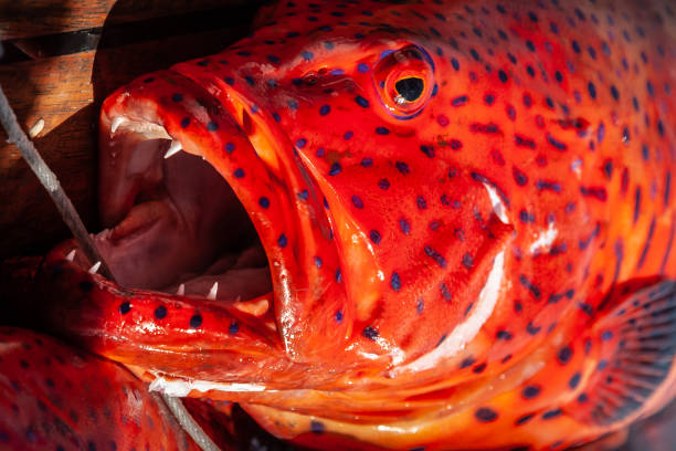 Freshly caught red coral grouper on the deck of a pleasure yacht on the Red Sea.