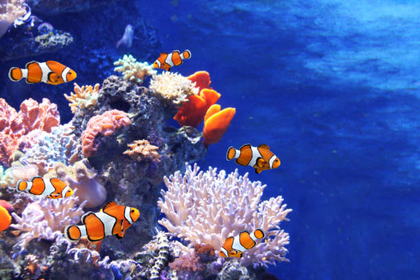 Sea corals and clown fish