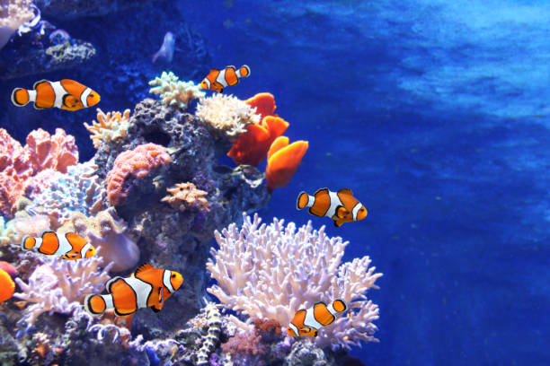 Sea corals and clown fish Tropical sea corals and clown fish (Amphiprion percula) in marine aquarium. Copy space for text anemone flower photos stock pictures, royalty-free photos & images