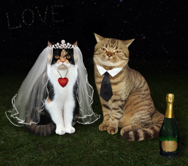 "Cat wedding at the arch beautiful ." - image created in Shedevrum