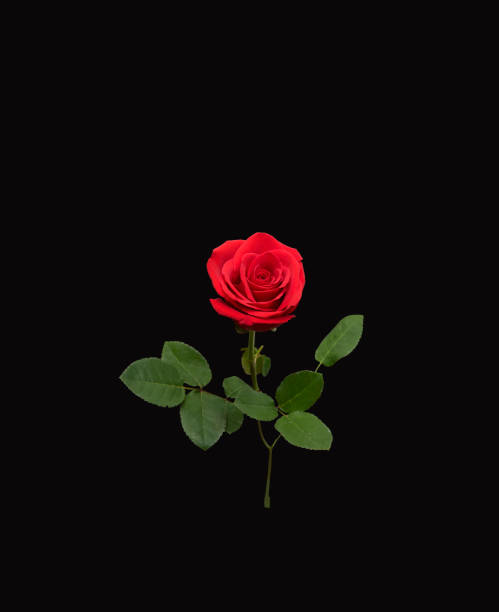 istock Isolated red rose against a black background 1152668013