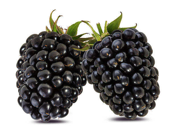 istock Blackberry isolated on white background with clipping path 1152668037