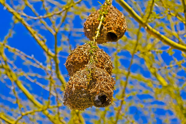 Three Cape Weaver bird nests in a row during breeding season, Western Cape, South Africa