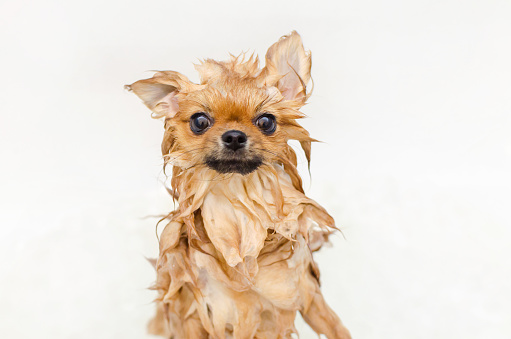 funny small dog pomeranian puppy taking a bath, grooming