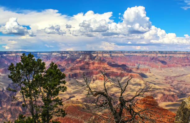 istock View of Grand Canyon with dead tree branches in foreground - selective focus 1152670532