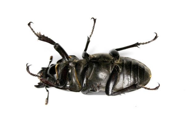 istock Female Stag Beetle Insect On White Background Close Up 1152672578