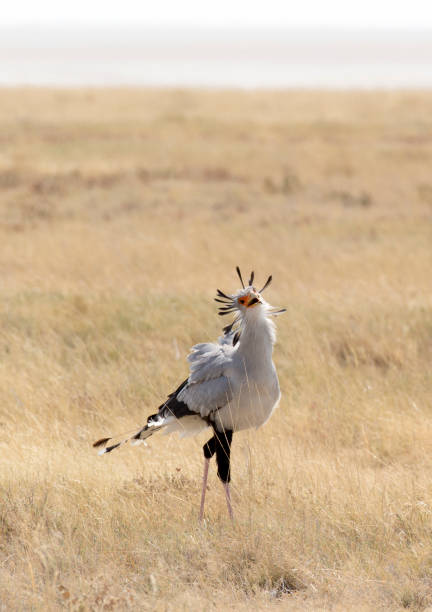 Secretary bird in Etosha park, in Namibia