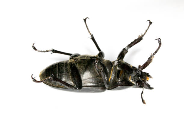 istock Female Stag Beetle Insect On White Background Close Up 1152672755