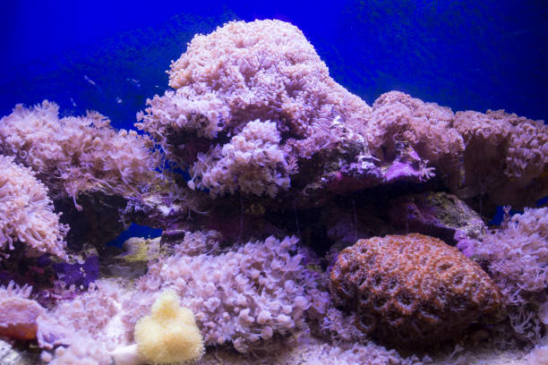 istock A colorful marine aquarium 1152672802