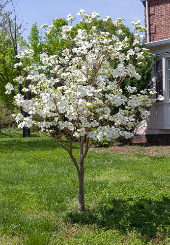 Young blooming spring dogwood tree in residential front yard.