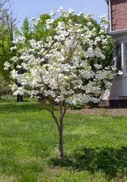 Young Dogwood in Bloom Young blooming spring dogwood tree in residential front yard. dogwood trees stock pictures, royalty-free photos & images