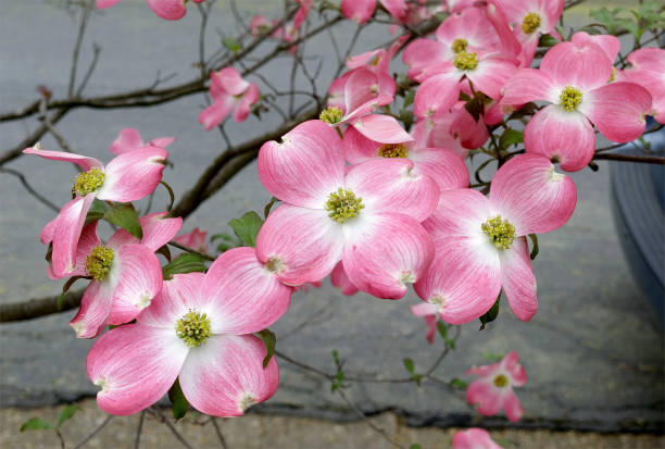 istock Pink Dogwood Flowers 1152673965
