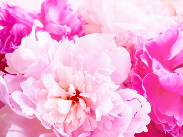 istock beautiful flower peony closeup background 1152675168