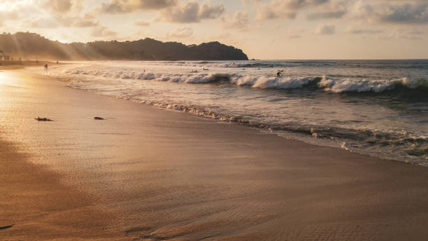 Palm trees and surfers in Sayulita Beach, Sayulita, Nayarit, Mexico