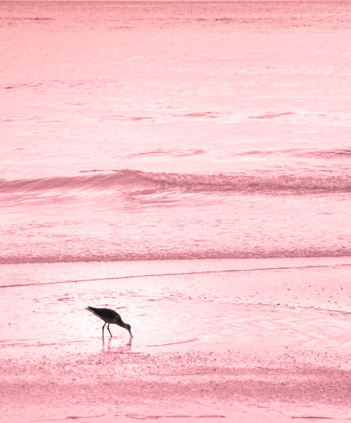 Sea Bird on Pink Beach - Tropical Climate. Sandpiper; wading bird.