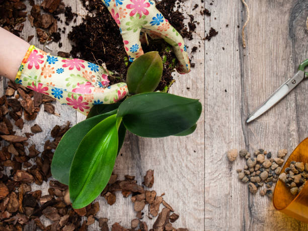 istock Woman transplanting orchid plant. 1152677430