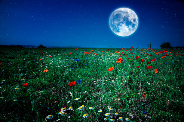 дикий цветок мака поле луг ночью с луной и звез�дами полнолуния - flower red poppy sky стоковые фото и изображения