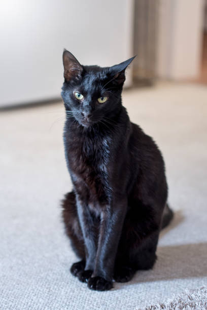 istock Black cat sitting on a carpet 1152677465