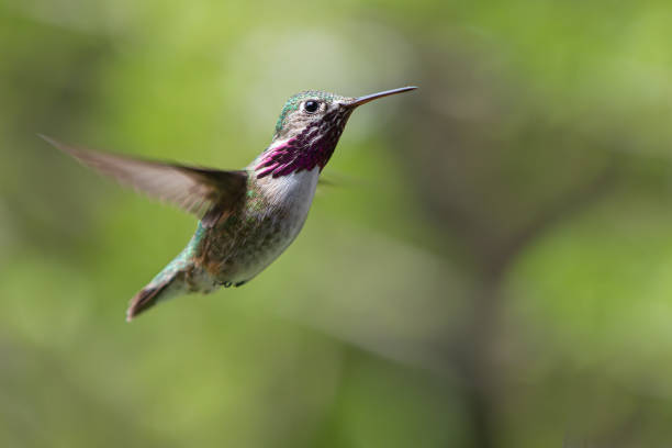 calliope hummingbird - sternelfe stock-fotos und bilder