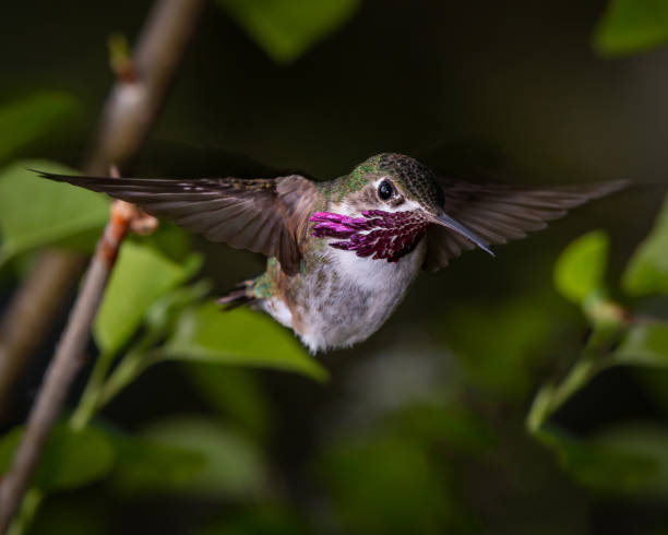 calliope hummingbird - sternelfe stock-fotos und bilder