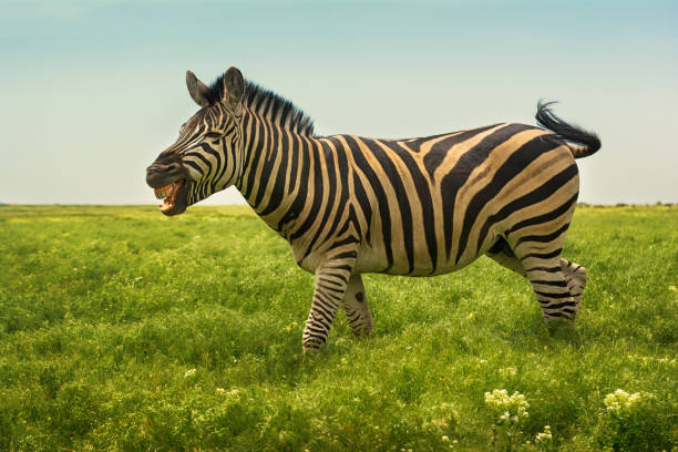istock Funny single zebra in wild steppe in nature reserve 1152677676