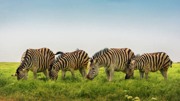 istock Herd of beautiful zebras in wild steppe 1152677751