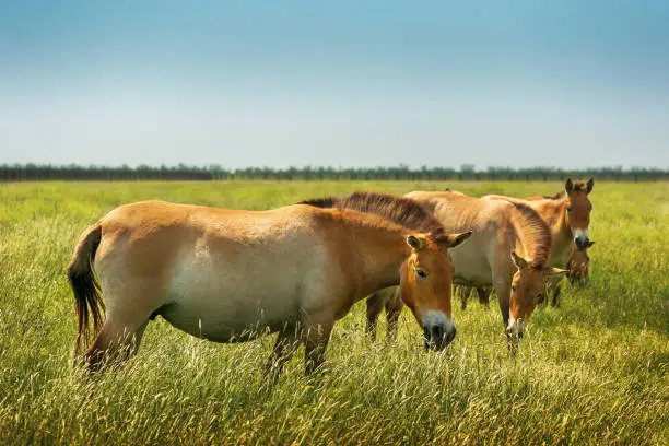 Beautiful Przewalski's horses in wild steppe in nature reserve Askania Nova, Ukraine on green grass and blue sky background