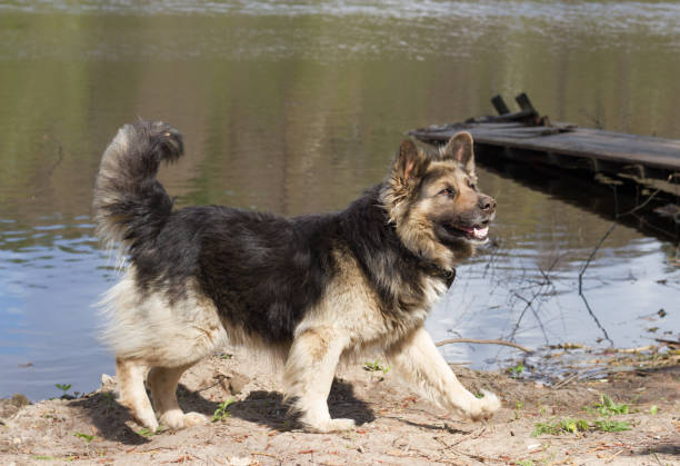 Guard dog at the shore