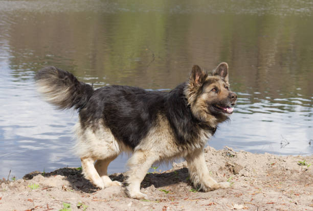 istock Guard dog at the shore 1152677942