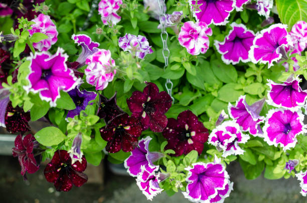 istock many flowers different colors in summer 1152679082