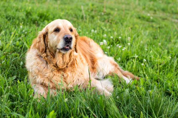 istock old golden retriever dog 1152679233
