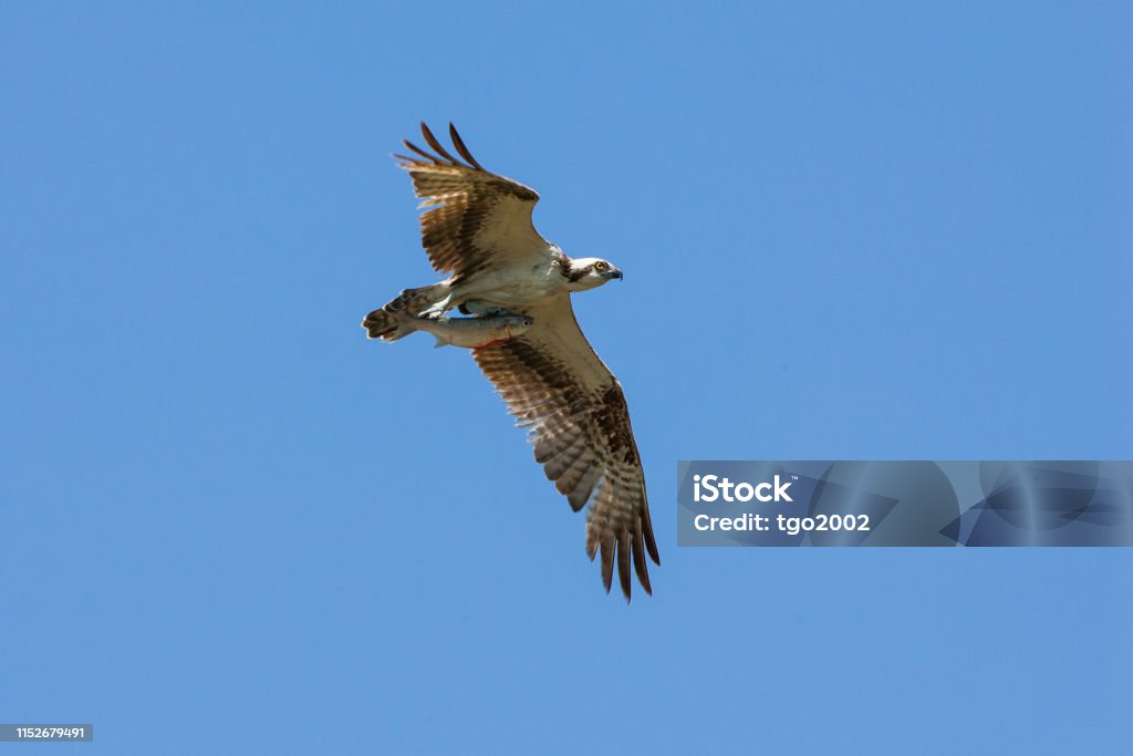 Osprey with fish Osprey flying with fish, Honeymoon Island State Park, Florida Animal Body Part Stock Photo