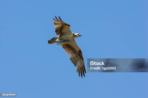 Osprey With Fish Stock Photo - Download Image Now - Animal Body Part, Animal Wing, Bird of Prey