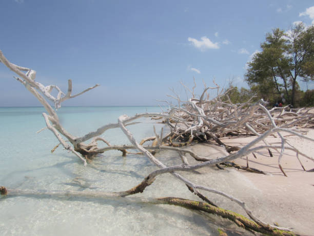 istock Palm Trees and turquoise Caribbean sea in Tulum 1152681103