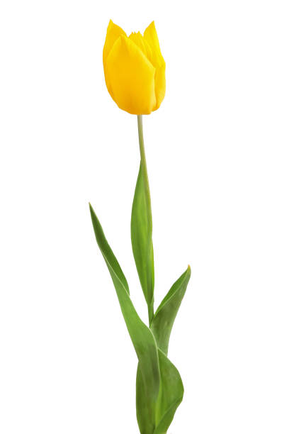 istock Yellow tulip isolated on white background 1152681144