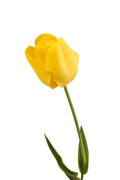 istock Yellow tulip isolated on white background 1152681183