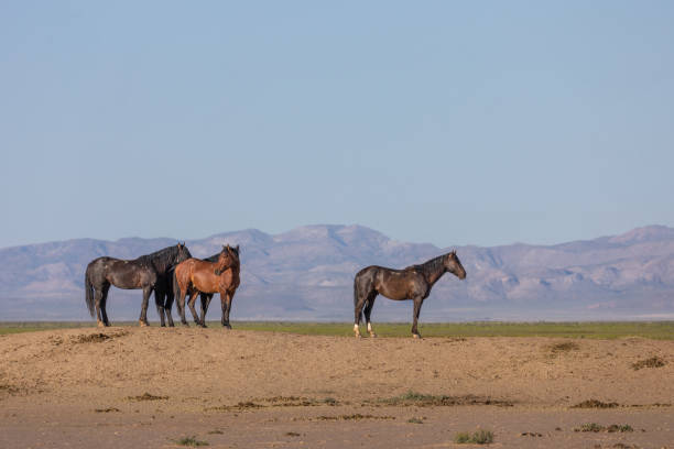 istock Wild Horses in the Utah Desert 1152682307