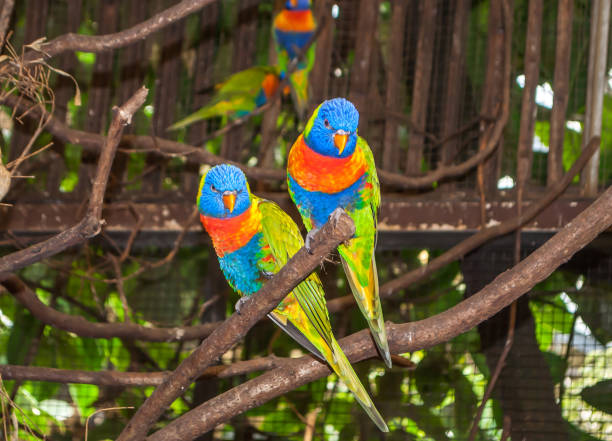 istock Two multi-colored beautiful Lori parrots sitting together on a branch 1152682642