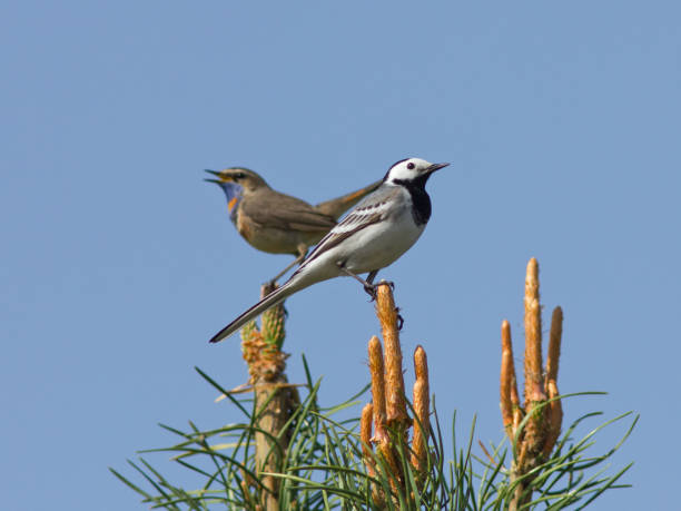 istock White Wagtail and Bluethroat sitting on the top of pine tree 1152683051