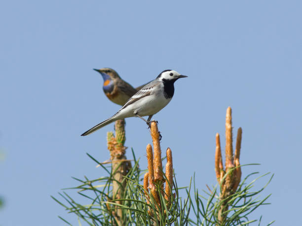 istock White Wagtail and Bluethroat sitting on the top of pine tree 1152683068