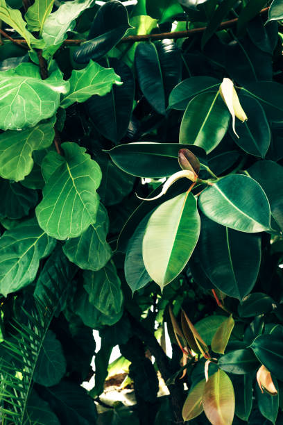 istock green leaves in the tropic background 1152685184